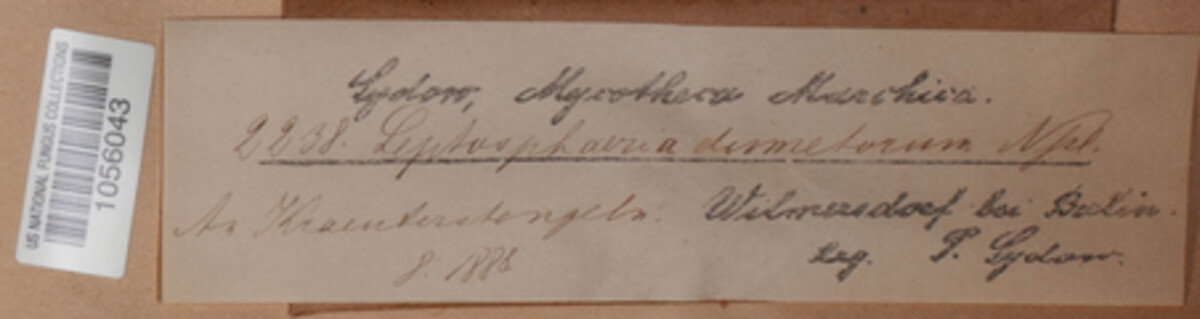 Leptosphaeria dumetorum image